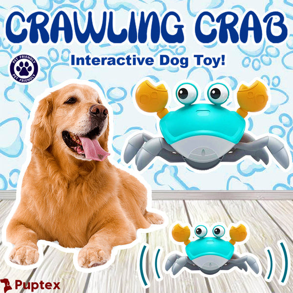 Crawling Crab – Interactive Dog Toy